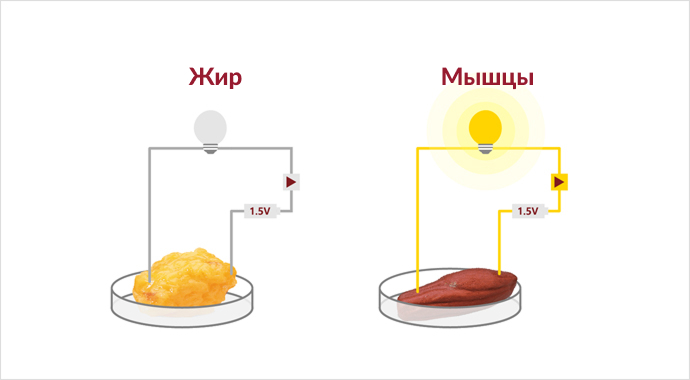 Bioelektrik impedans tahlilining asosiy tamoyillari
